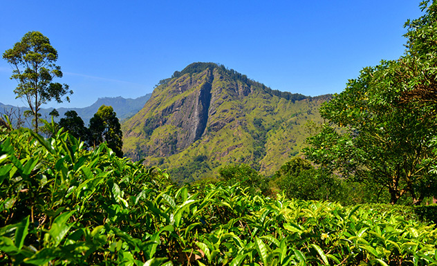 Ella Rock Climb - Experience - Sri Lanka In Style